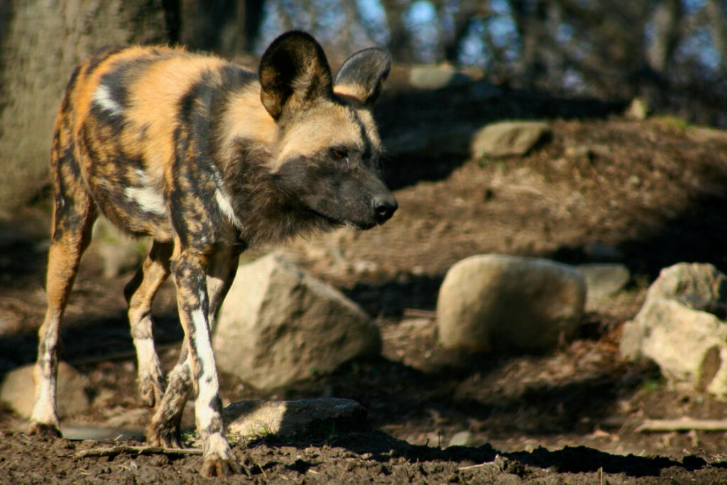 Majestic African Wild Dog Wallpaper in Rugged Terrain Background