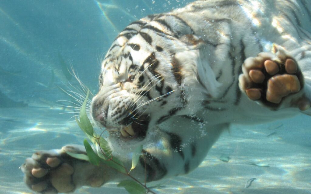 Majestic Albino Tiger Swimming: Fierce Predator Underwater Wallpaper