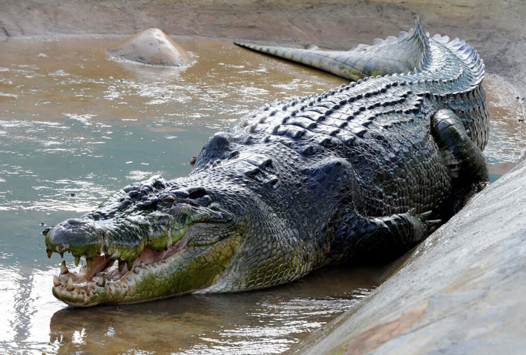 Majestic Alligator Wallpaper: Serene Swamp Background with Textured Scales