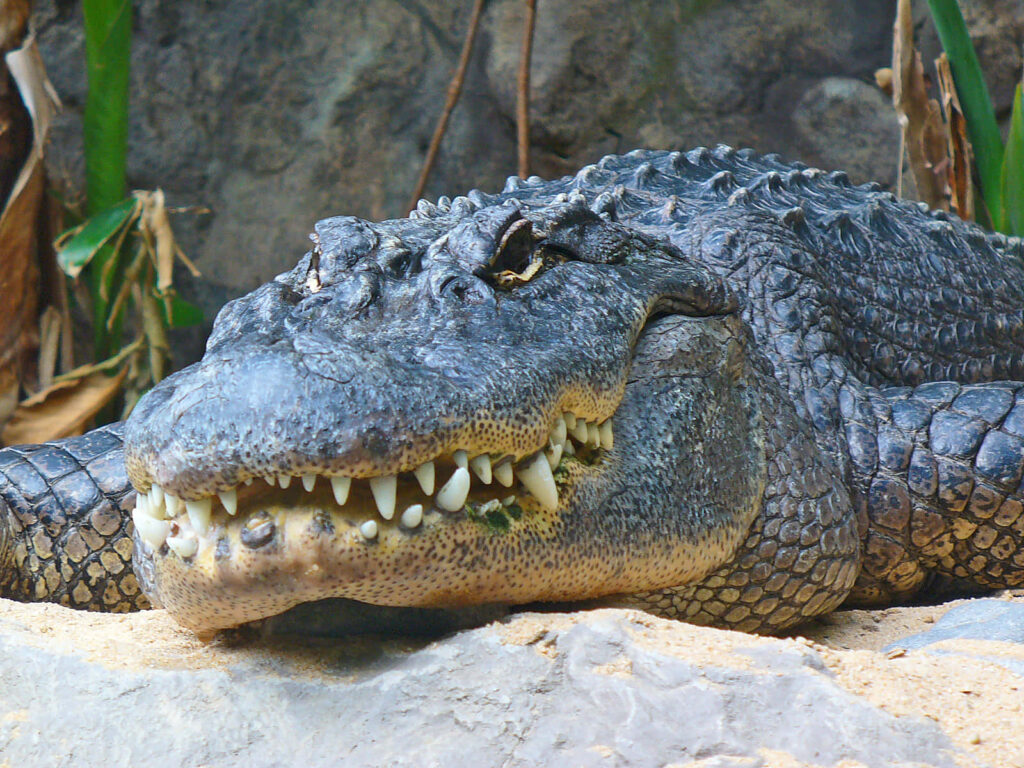 Majestic Alligator on Sunlit Surface: Scales & Teeth in Nature Wallpaper