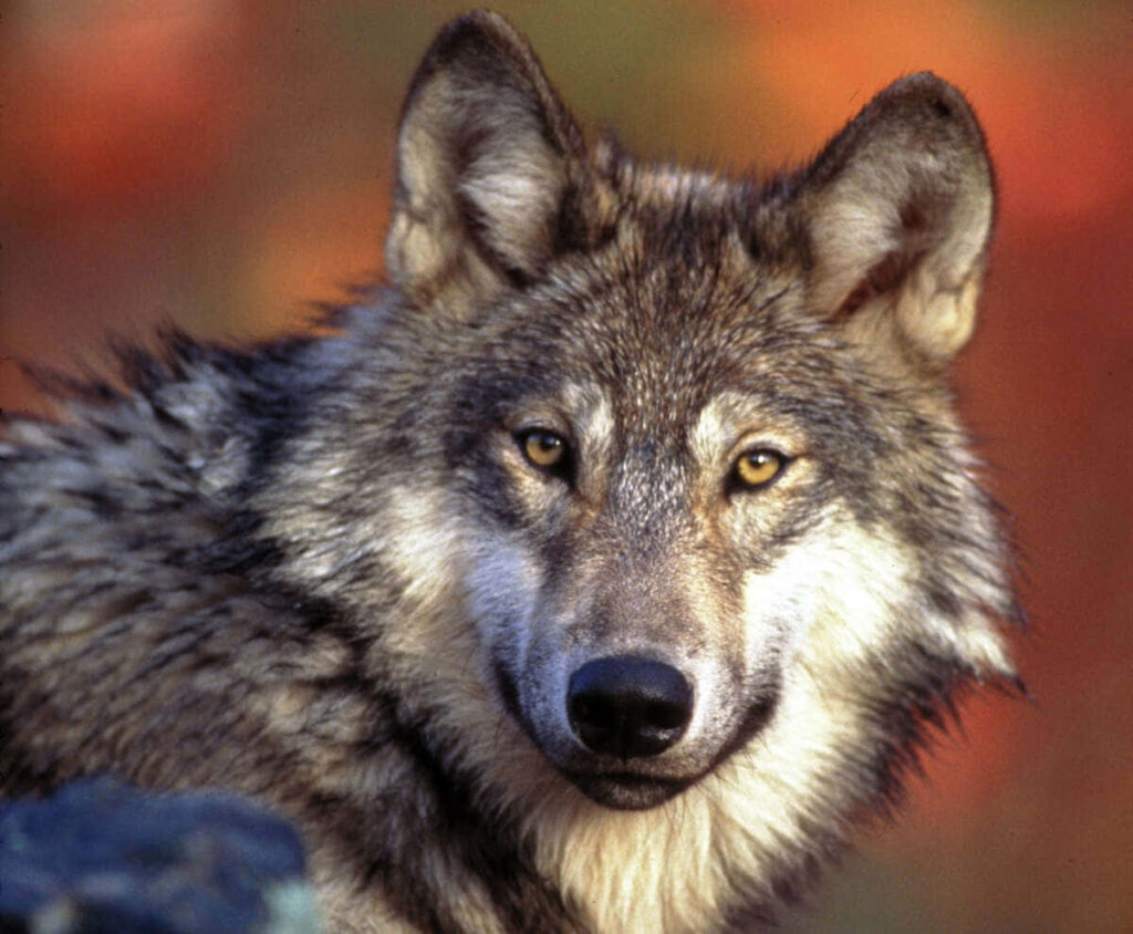 Majestic Alpha Wolf Wallpaper: Regal Autumnal Background