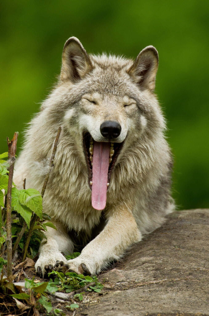 Majestic Alpha Wolf Wallpaper - Untamed Wilderness Background
