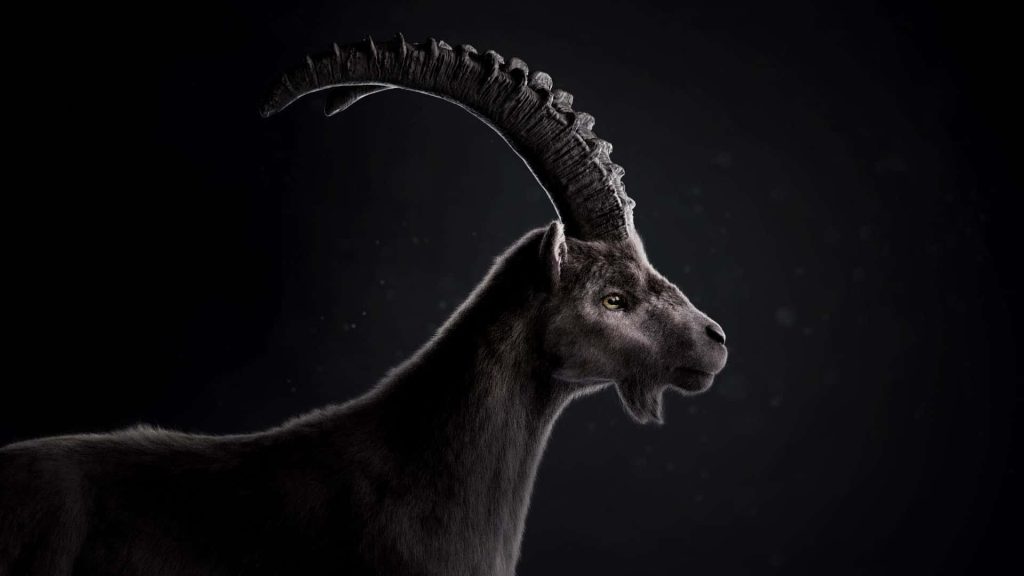 Majestic Alpine Ibex side profile with ridged horns and intense gaze on black background wallpaper