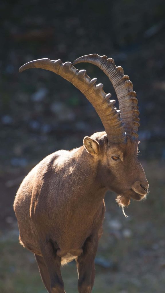Majestic Alpine Ibex profile with curved ridged horns on warm soft-focus nature background Wallpaper