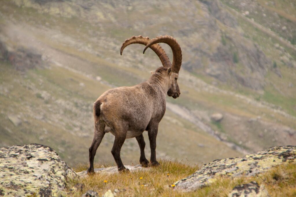 Majestic Alpine Ibex Amidst Rugged Mountain Backdrop Wallpaper