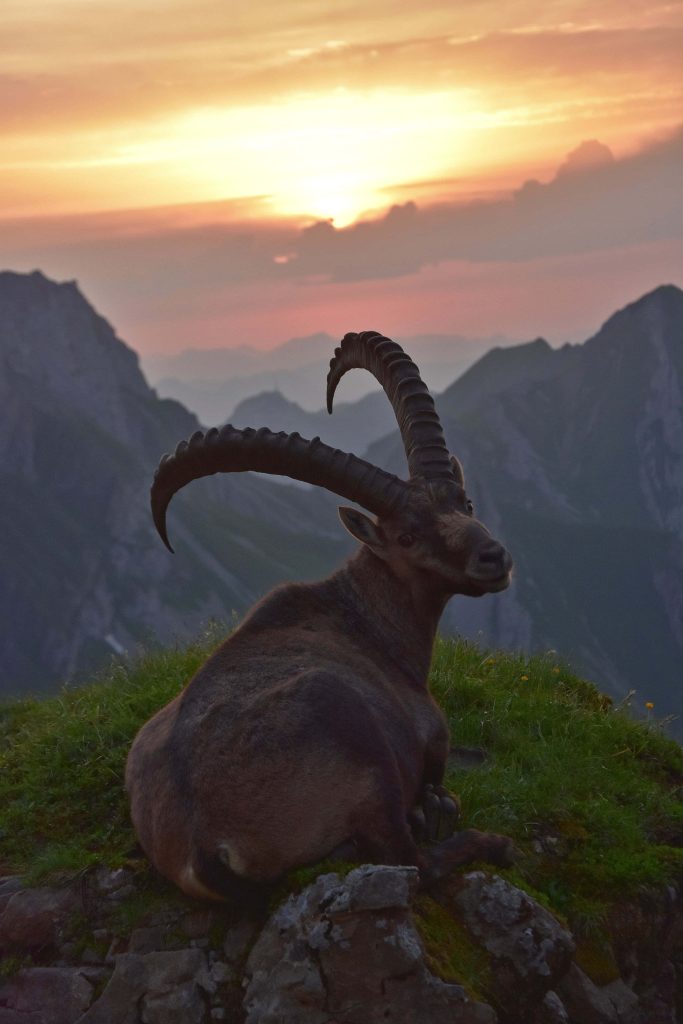 Majestic Alpine Ibex resting on mountain ridge at sunset with golden sky and rugged peaks background Wallpaper