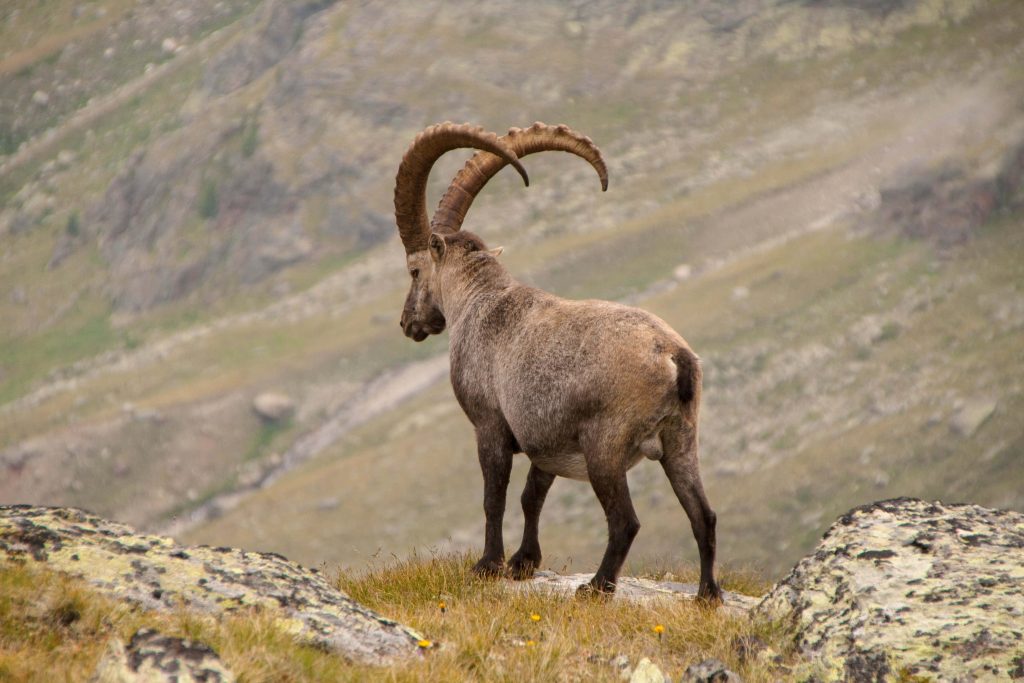 Majestic Alpine Ibex with curved horns on rocky ridge in the wild Alps natural wildlife wallpaper