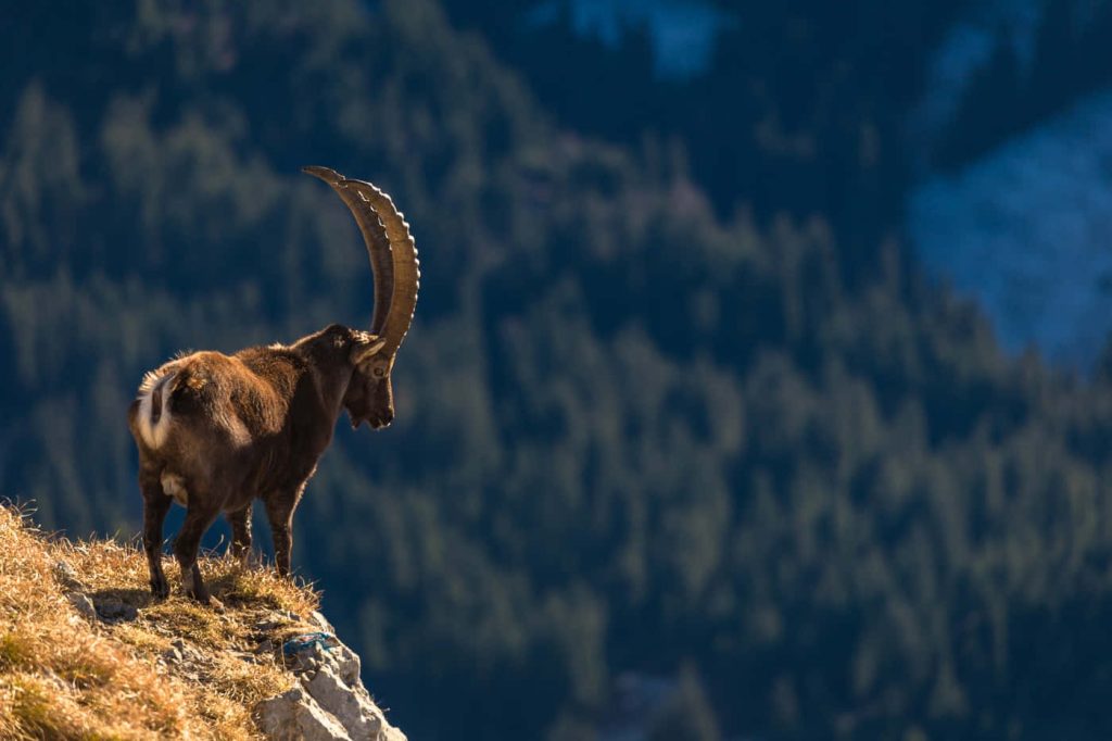 Alpine Ibex with curved horns on sunlit mountain ridge against blurred forest background wallpaper