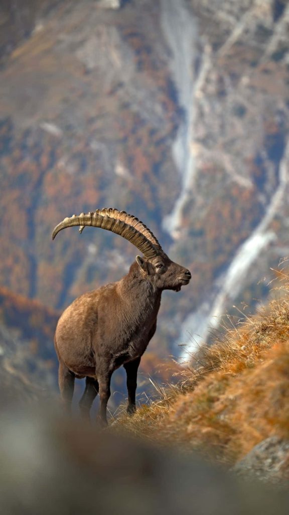 Majestic Alpine Ibex with curved horns on grassy mountain slope serene blurred background wallpaper