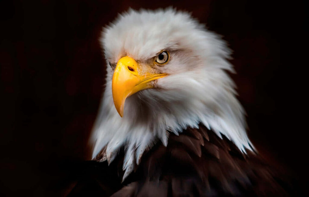 Majestic American Eagle with sharp gaze and powerful features on dark dramatic wallpaper background