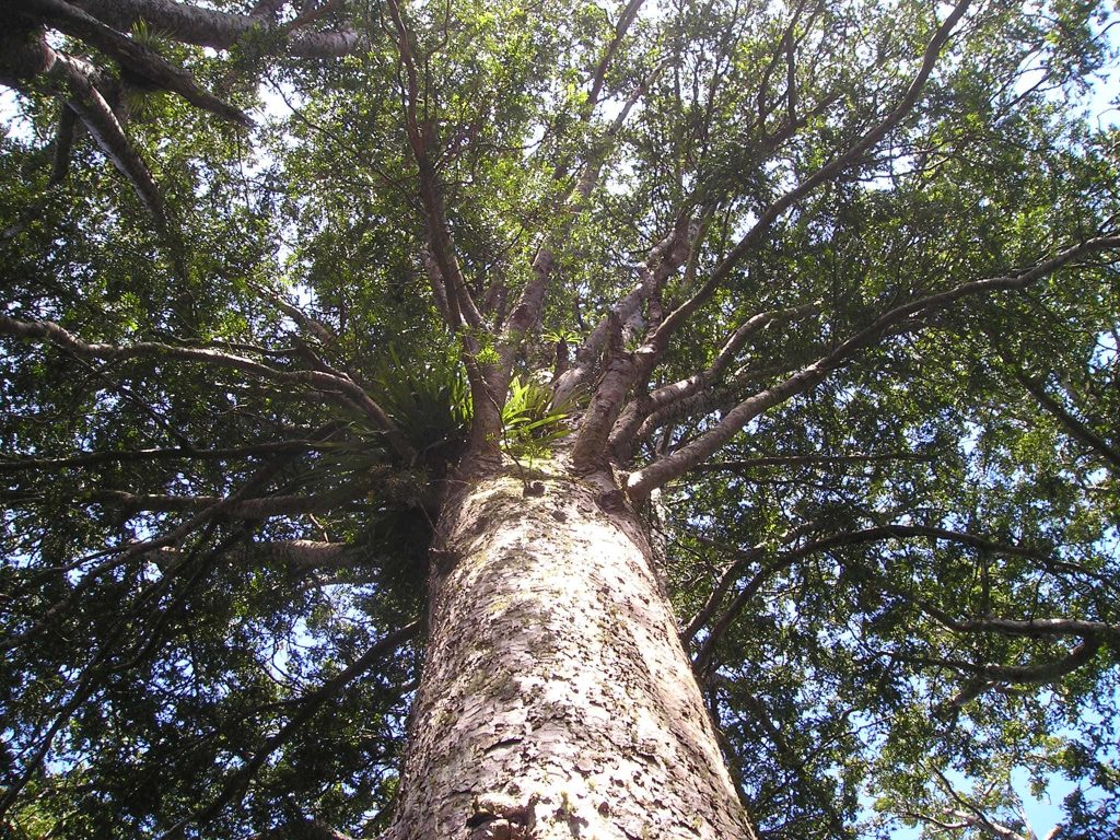 Massive ancient tree trunk with textured bark and sunlit green forest canopy background wallpaper