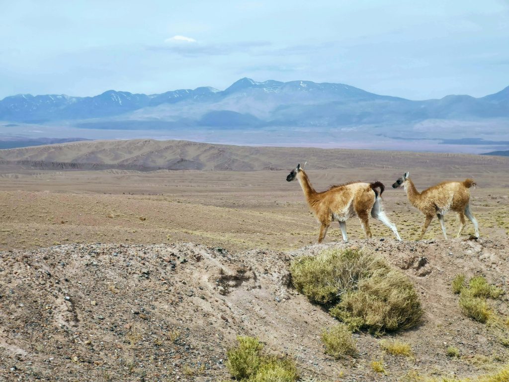 Two guanacos walking on arid Andean plains with rugged desert and distant mountain peaks wallpaper