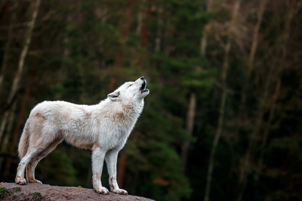 Majestic Arctic Wolf Howling in Snowy Forest Landscape Wallpaper