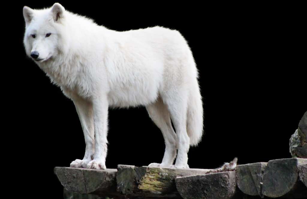 Majestic Arctic Wolf Wallpaper: Graceful Beauty on Rugged Rocks