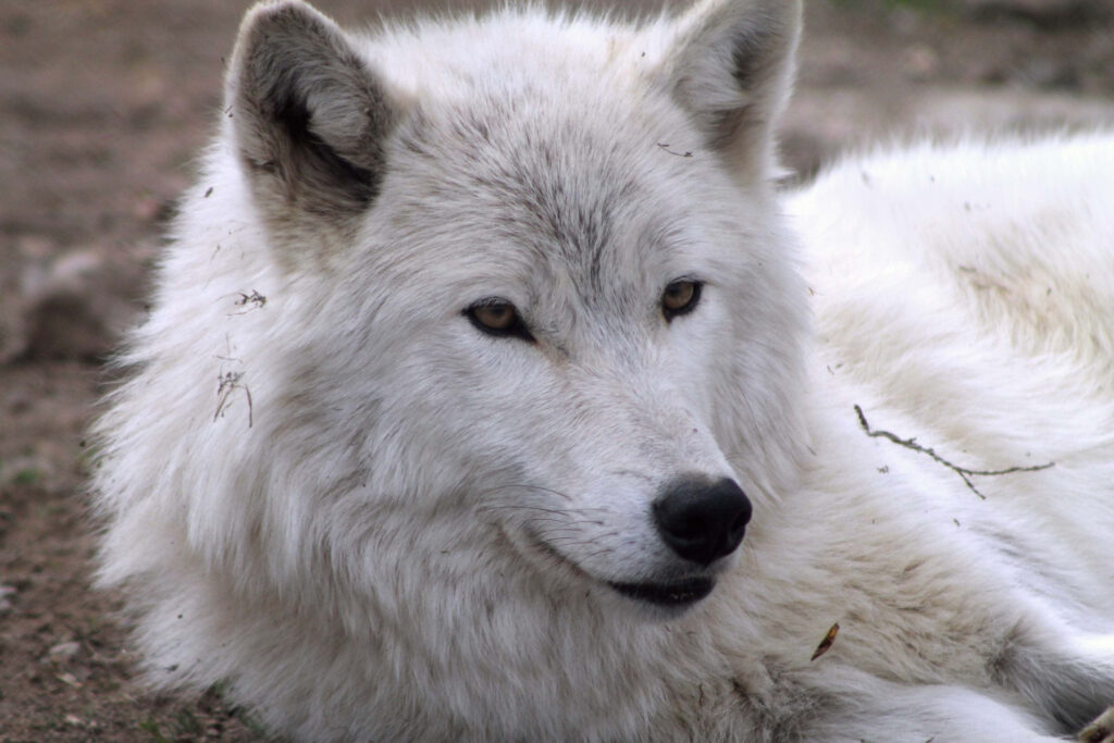 Majestic Arctic Wolf Wallpaper: Serene Snowy Background Art