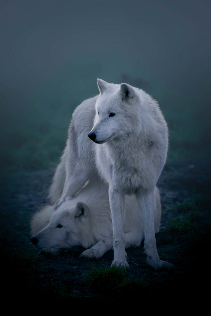 Majestic Arctic Wolves in Serene Snowy Landscape Wallpaper