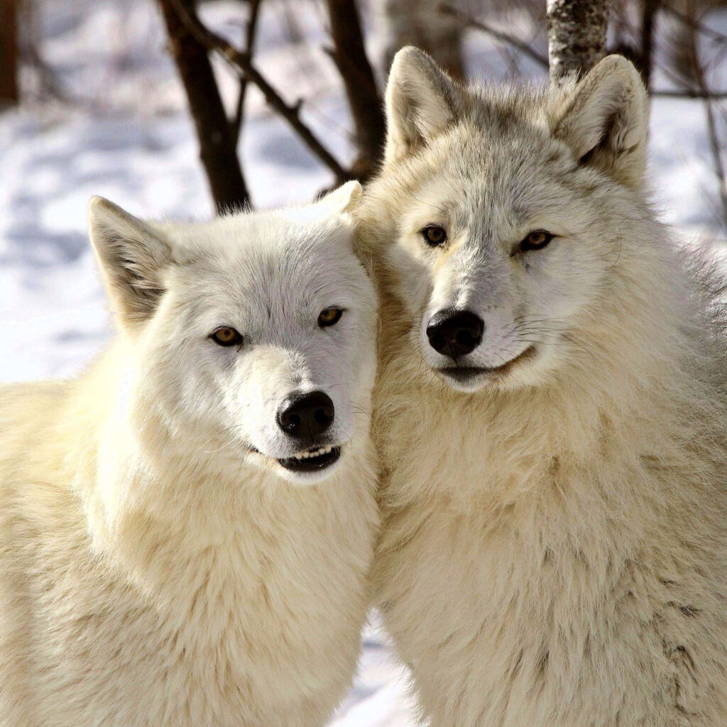 Majestic Arctic Wolves in Serene Snowy Landscape Wallpaper