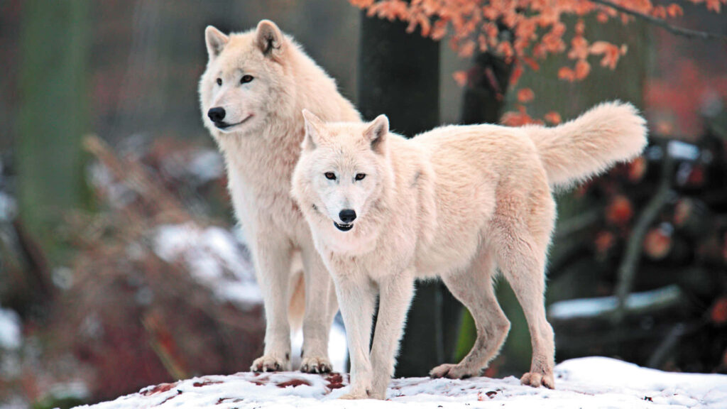 Majestic Arctic Wolves in Serene Snowy Landscape Wallpaper