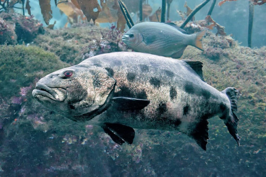 Massive Atlantic Goliath Grouper swims past kelp reef with smaller fish in deep sea wallpaper