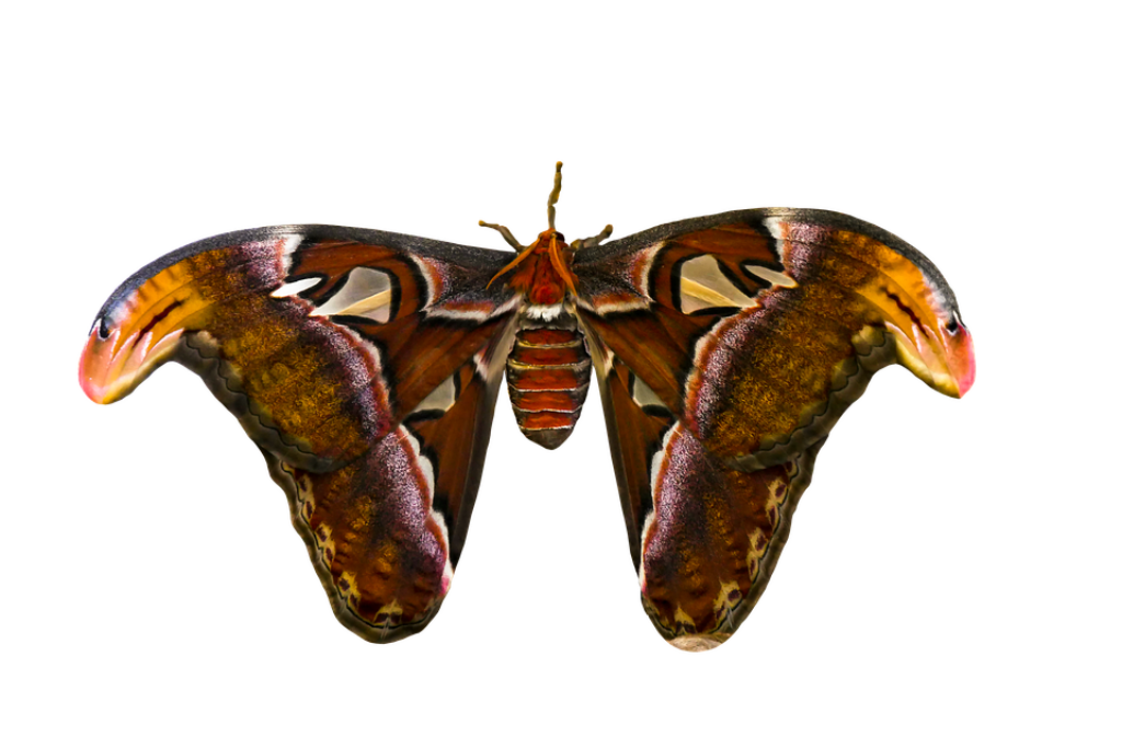 Majestic Atlas Moth Wallpaper: Vibrant Orange & Brown Patterns