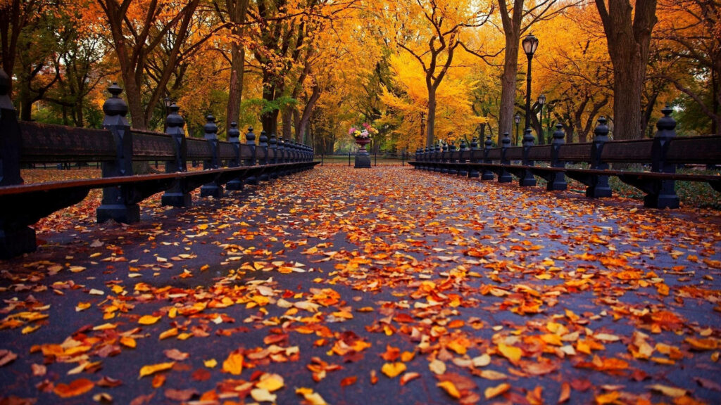 Maple-licious Path: Mesmerizing Autumn Road Encased in Vibrant Fall Foliage - Striking Autumn Background Image Wallpaper