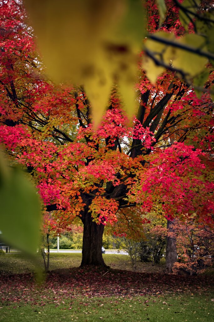Majestic autumn tree with vibrant red orange leaves in serene fall landscape with fallen leaves Wallpaper