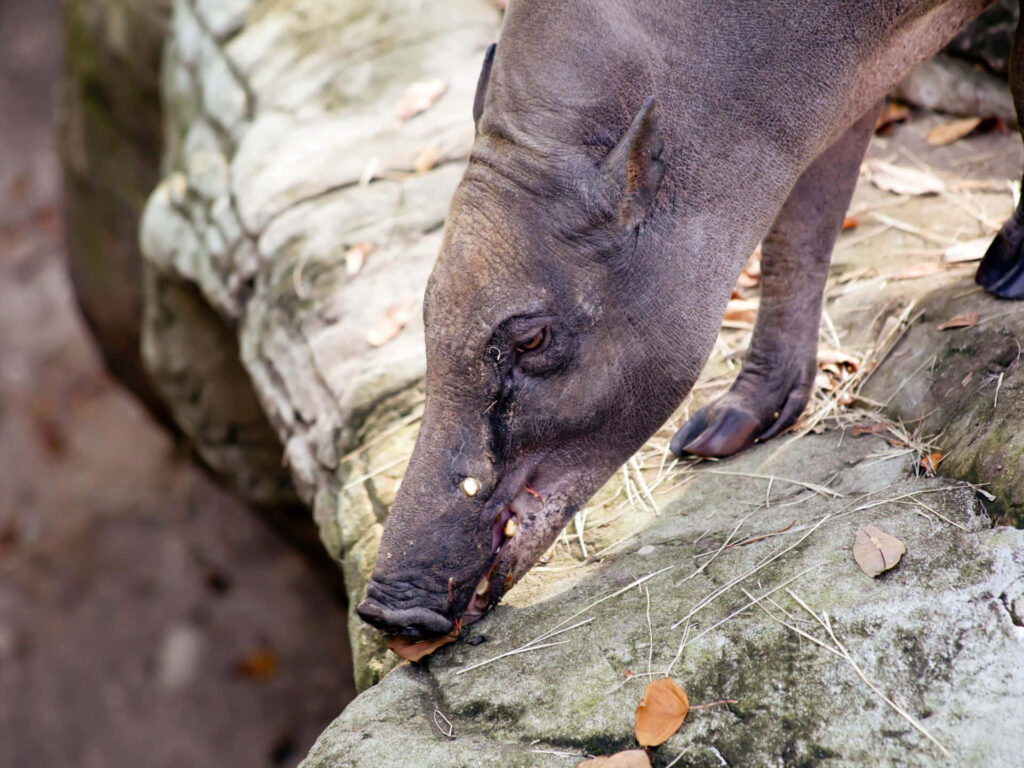Babirusa with curved tusks on rugged rocks textured skin wildlife wallpaper background
