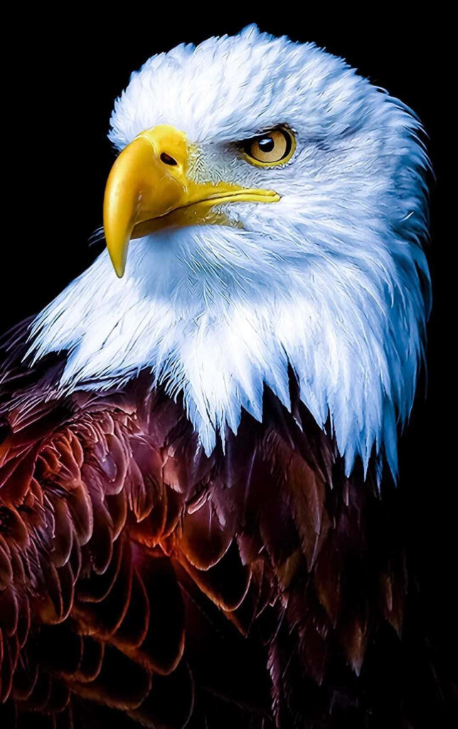 Majestic Bald Eagle Close-Up Wallpaper: Bold Black Background