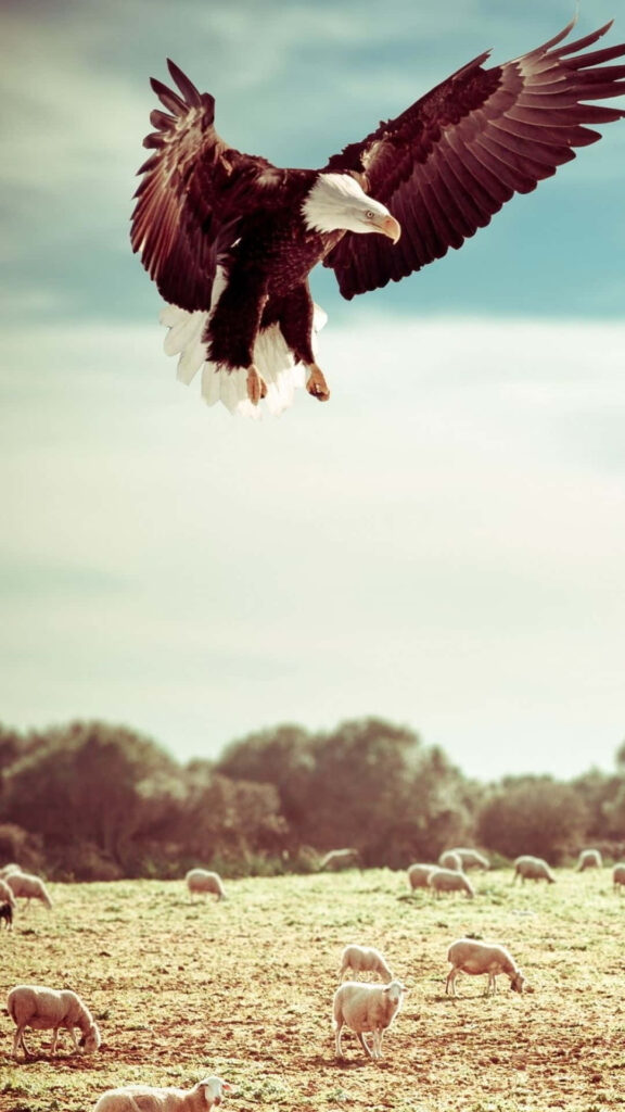 Majestic Bald Eagle iPhone Wallpaper - Nature's Hunt Background