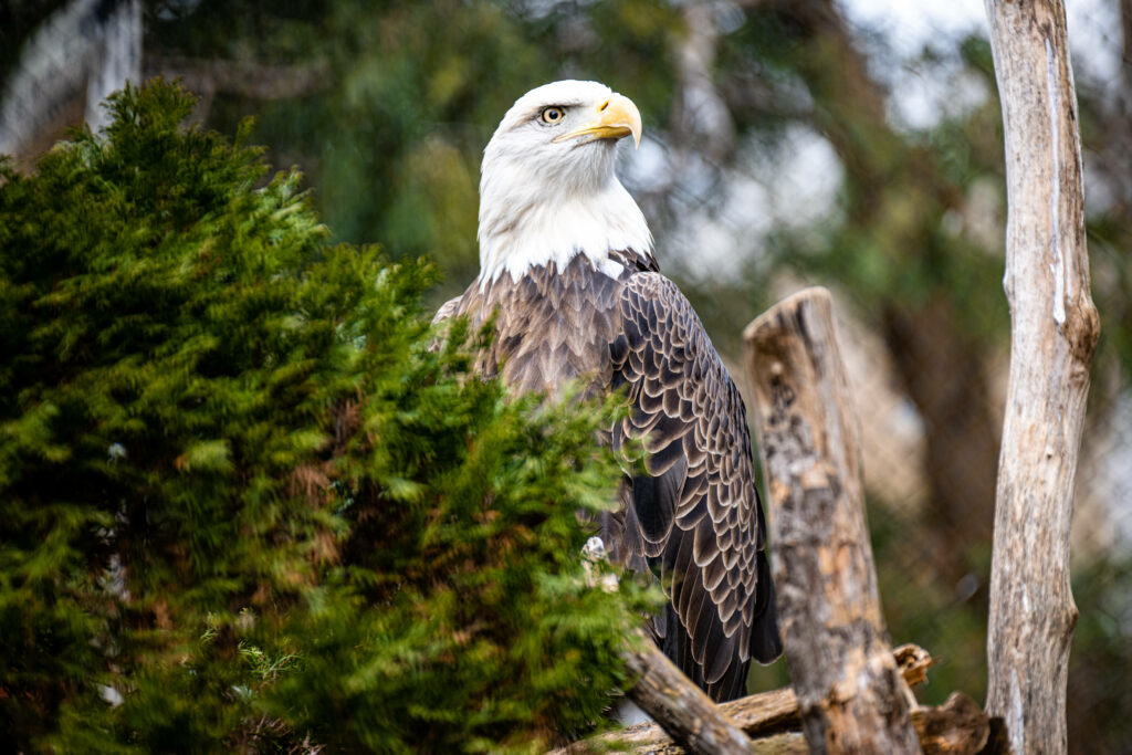 Majestic Bald Eagle Wallpaper: Nature's Power in Lush Greenery