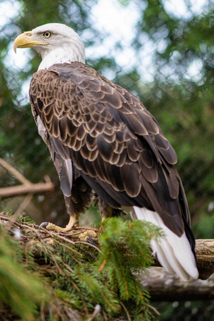 Majestic Bald Eagle Wallpaper: Intense Gaze & Lush Green Background