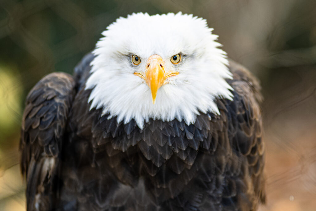 Majestic Bald Eagle Wallpaper: Stunning High-Res Image Background
