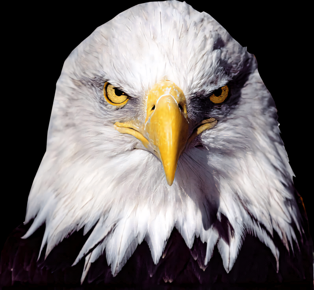 Intense Bald Eagle Close-Up with Yellow Eyes and Black Background Wallpaper