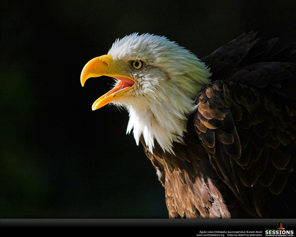 Majestic Bald Eagle in Dynamic Pose: Beauty and Strength Wallpaper