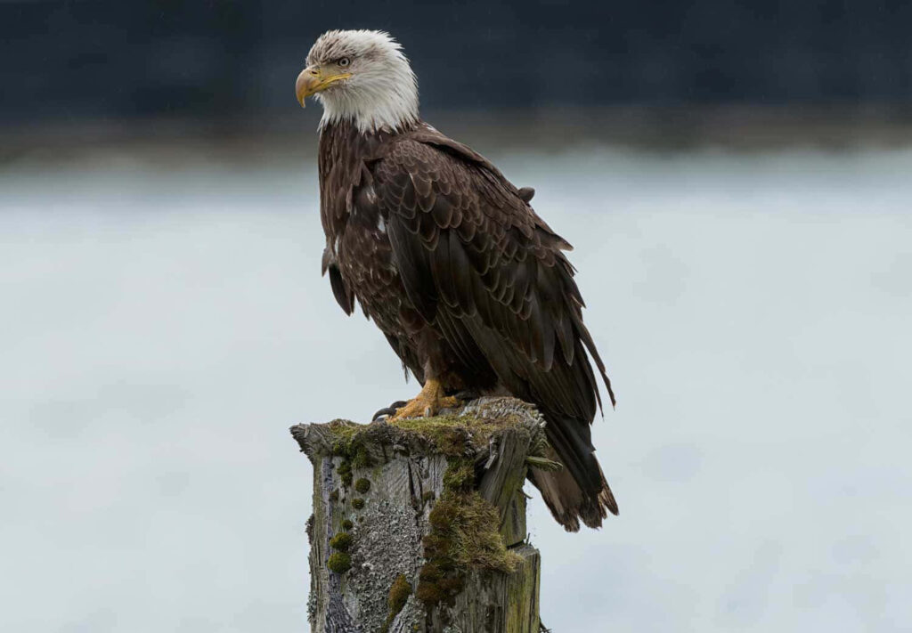 Majestic Bald Eagle Perched by Riverside - Serene Wallpaper Background