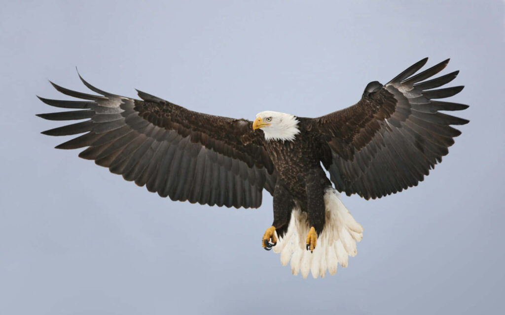 Majestic Bald Eagle Wallpaper: Strength & Freedom in the Sky
