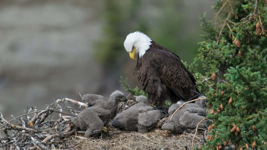 Bald Eagle Nurtures Fluffy Chicks in Lush Greenery Wallpaper
