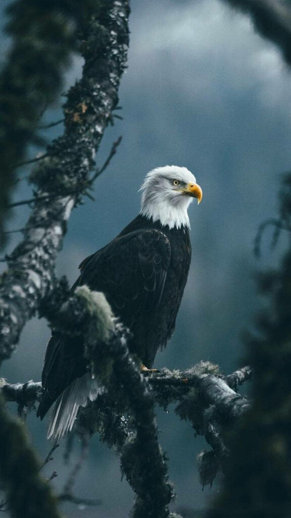 Majestic bald eagle perched on mossy branch with misty forest background iPhone wallpaper