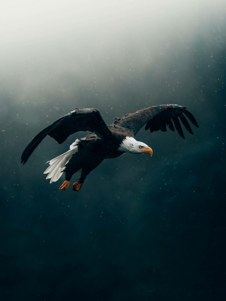 Majestic Bald Eagle in Flight: Dramatic Gradient Background Wallpaper
