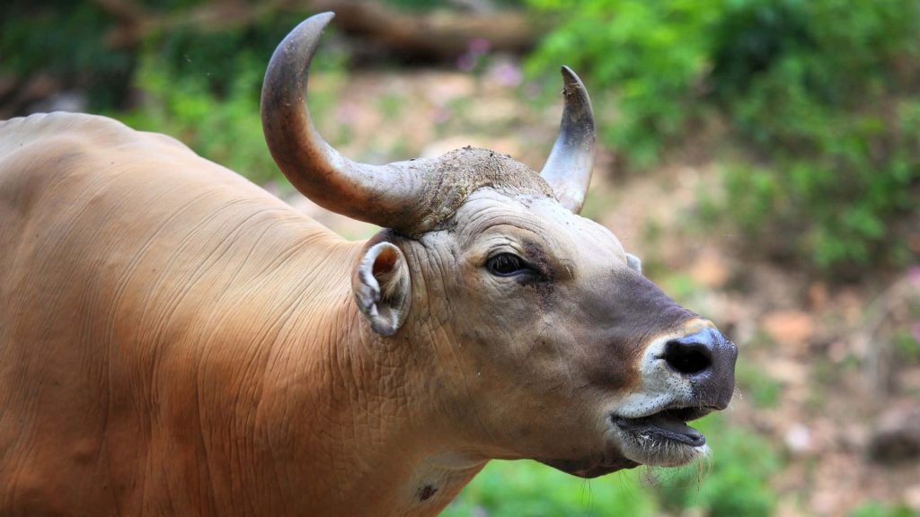 Majestic Banteng profile with curved horns and tan coat in natural forest wildlife wallpaper background