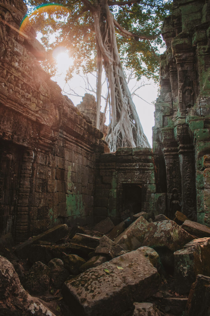 Majestic banyan tree with roots over ancient Angkor Wat stone ruins sunlight filtering through Wallpaper
