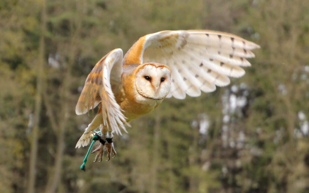 Majestic Barn Owl Soars Over Lush Field Amidst Green Trees Wallpaper
