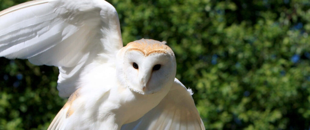 Majestic Barn Owl in Flight - Nature Wallpaper for Wildlife Lovers