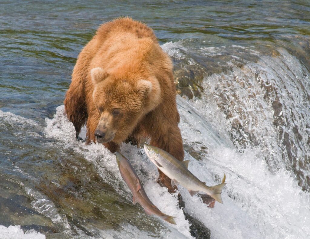 Majestic Bear Catching Fish in Cascading River - Nature Wallpaper