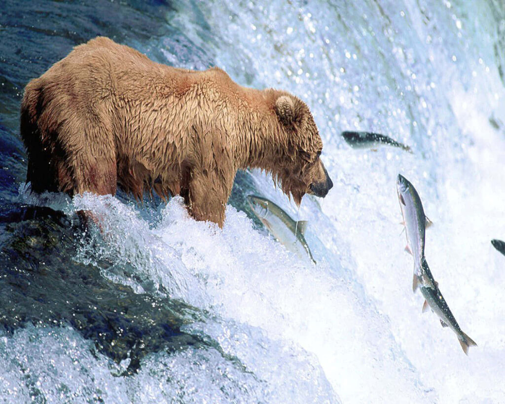 Majestic Bear Catching Salmon in Rushing River: Nature's Power Wallpaper