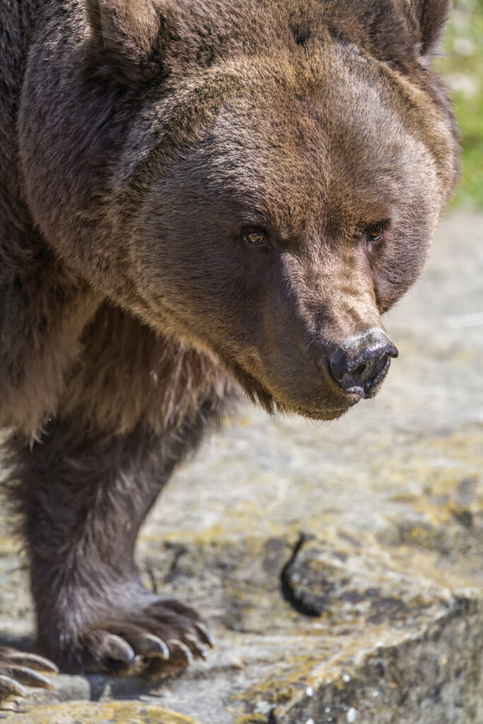 Majestic Bear Close-Up Wallpaper: Textured Fur & Intense Gaze