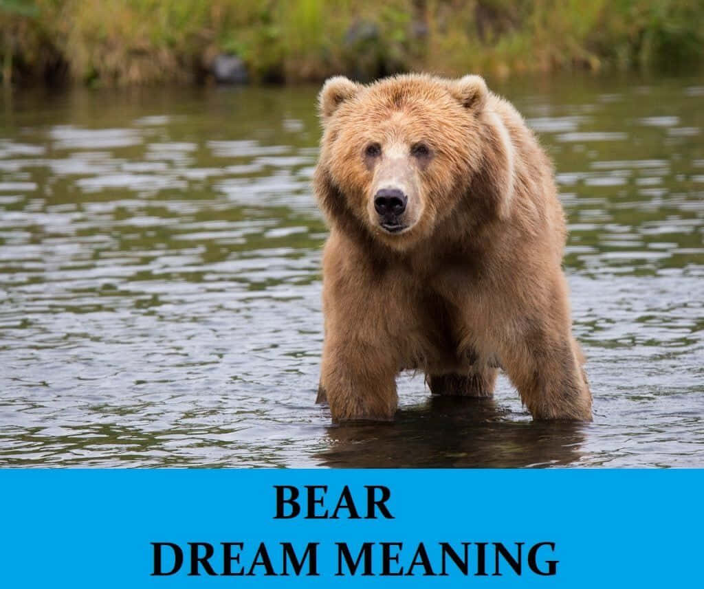 Majestic Bear in Water: Unveiling Bear Dream Meaning Wallpaper