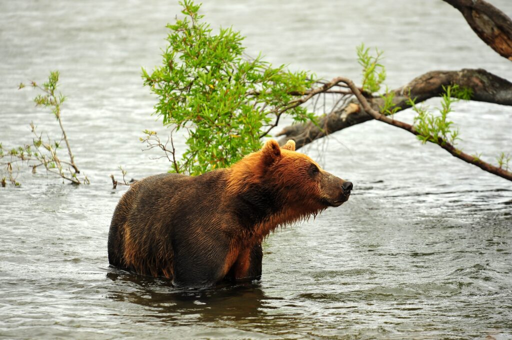 Majestic Bear in River: Powerful Predator Wallpaper 4256x2832