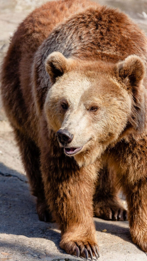 Majestic Bear in Wild Landscape Wallpaper - Nature's Power & Beauty