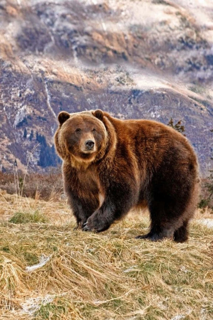 Majestic Bear Wallpaper: Rugged Mountain Landscape Background